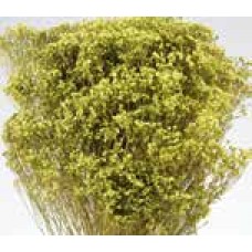 BLOOMS BROOM Basil (BULK)-